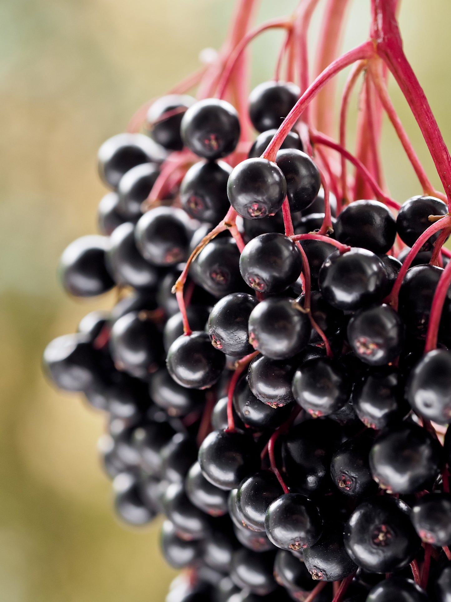 Svartfläder Black Lace 25-30 cm