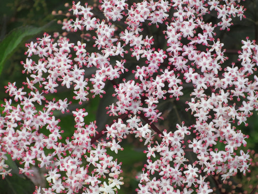 Svartfläder Black Lace 25-30 cm