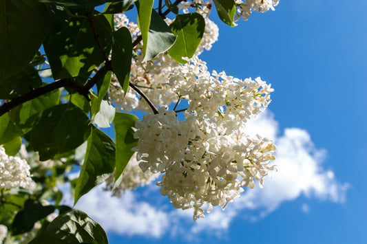 Syren Mme Lemoine 100-125 cm