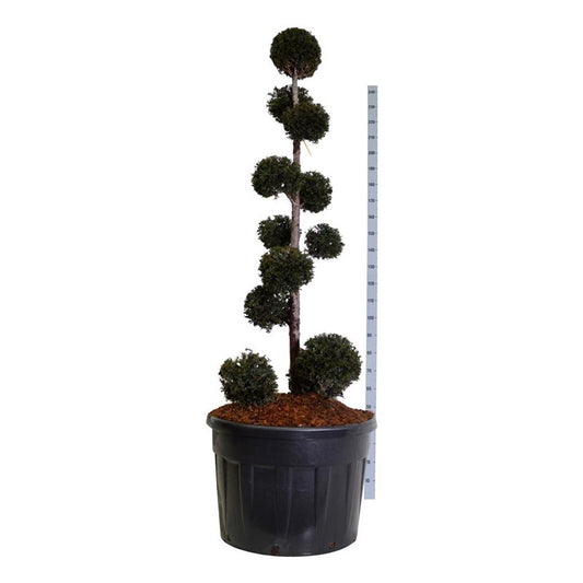 Bonsai Ponpon Taxus baccata 175-200 cm
