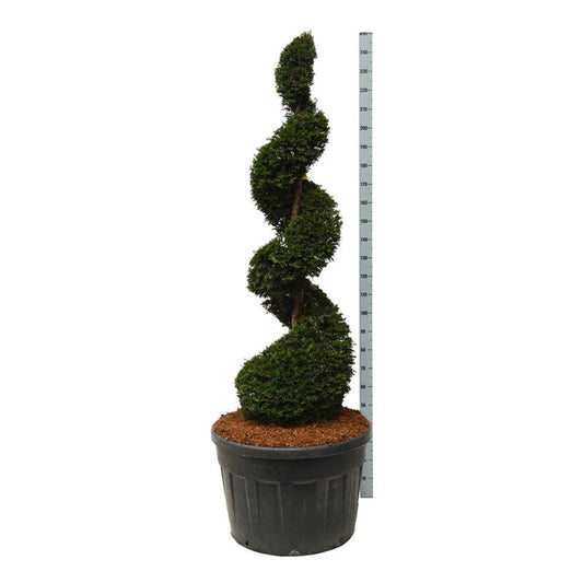 Bonsai Spiral Taxus baccata 175-200 cm