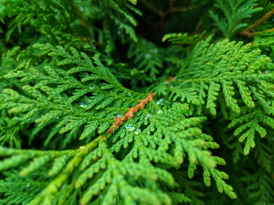 Bonsai Boll/klot Thuja Brabant 70-80 cm