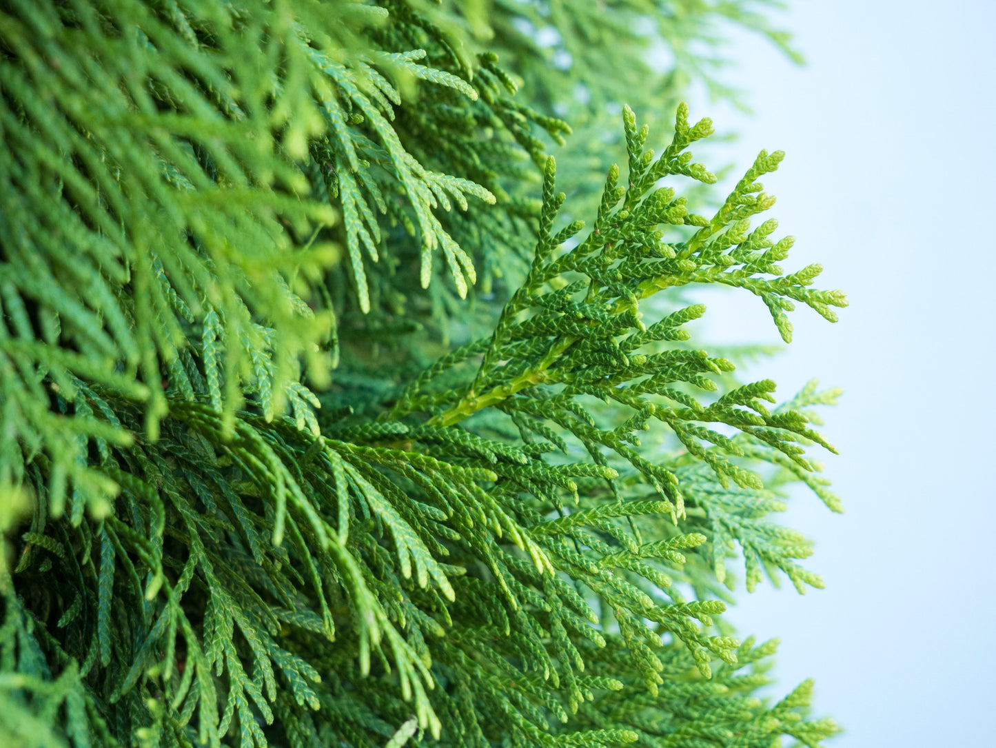 Bonsai PonPon Thuja Brabant 250-300 cm