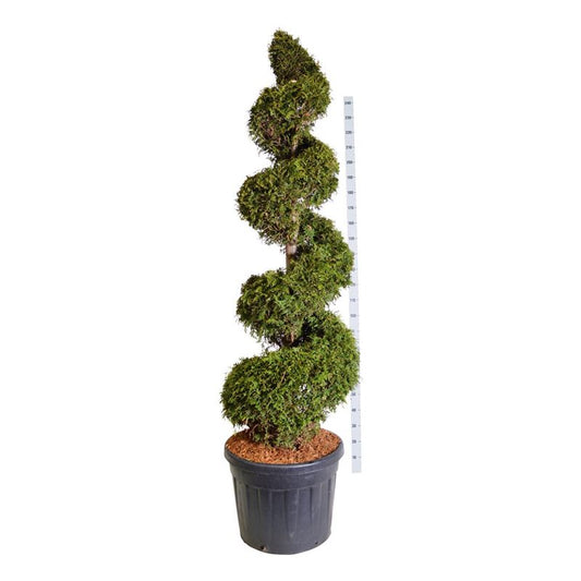 Bonsai Spiral Thuja Brabant 175-200 cm