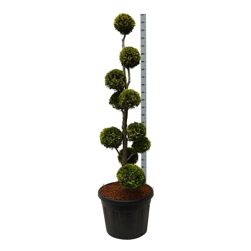 Bonsai PonPon Thuja Yellow Ribbon 175-200 cm – Unika Växter