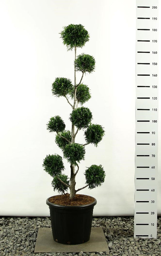 Bonsai PonPon Thuja Martin 150-175 cm