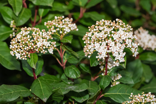 Olvon Viburnum Eskimo på stam 80 cm