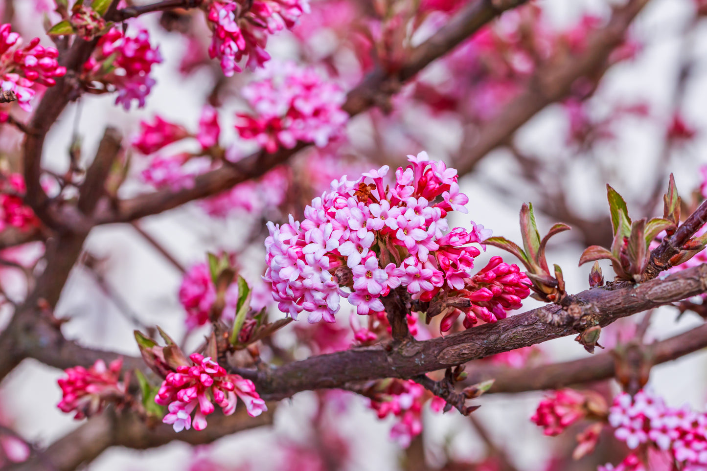 Hybridkejsarolvon Viburnum bodnantense 'Charles Lamont' 30-40 cm