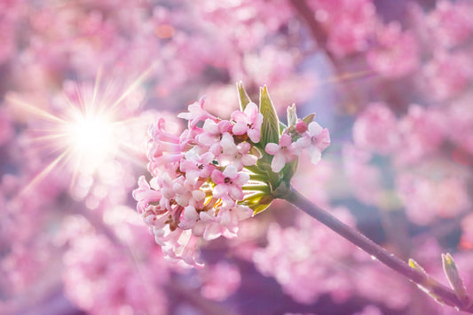 Hybridkejsarolvon Viburnum bodnantense 'Charles Lamont' 30-40 cm