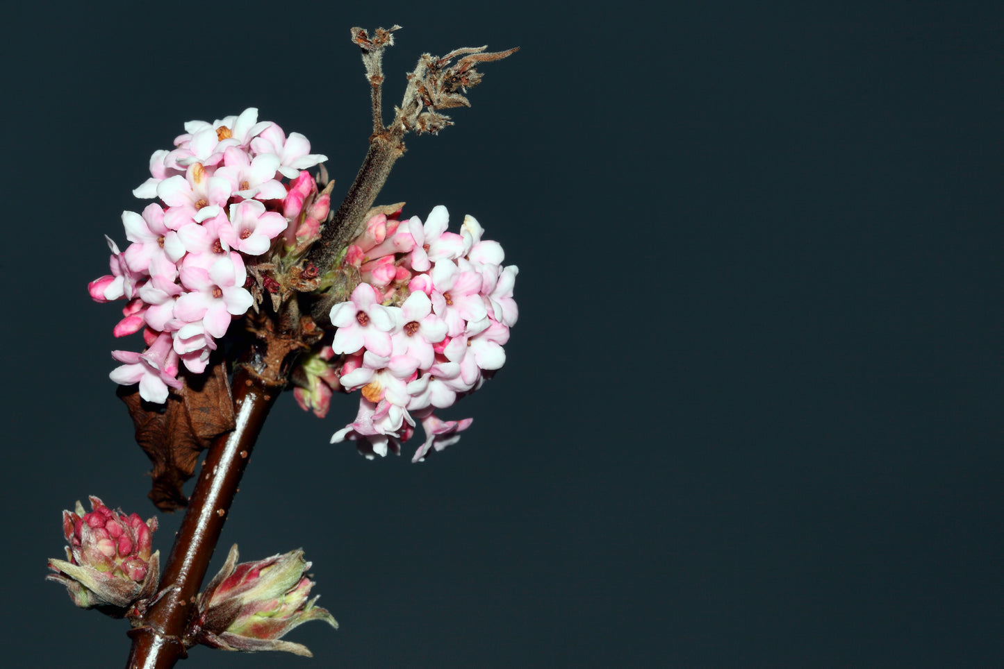 Hybridkejsarolvon Viburnum bodnantense 'Charles Lamont' 30-40 cm