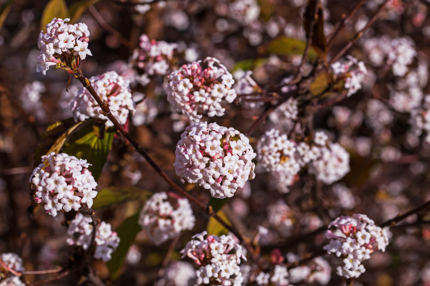 Hybridkejsarolvon Viburnum bodnantense 'Charles Lamont' 30-40 cm
