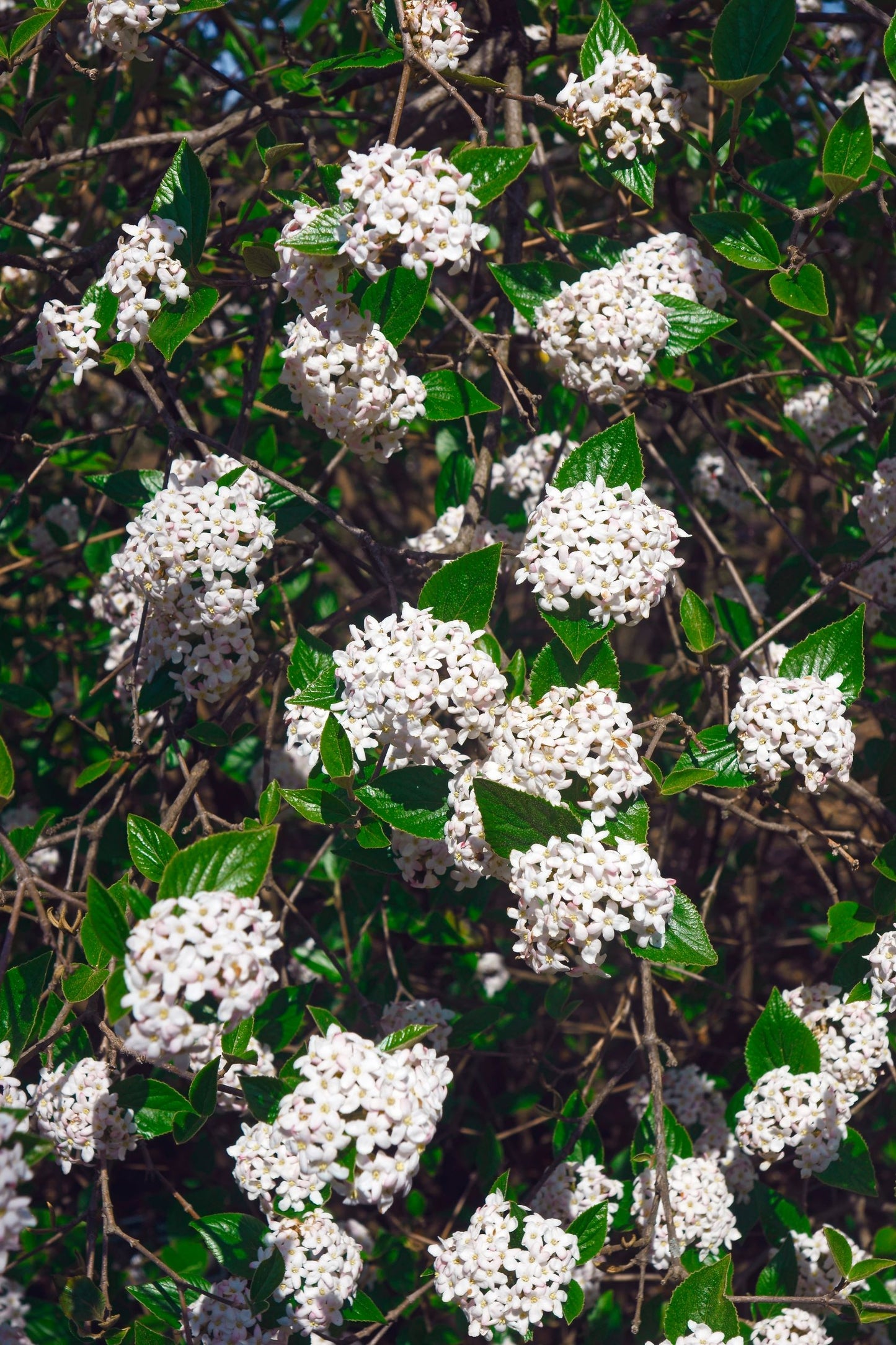 Hybridolvon Viburnum burkwoodii 125-150 cm