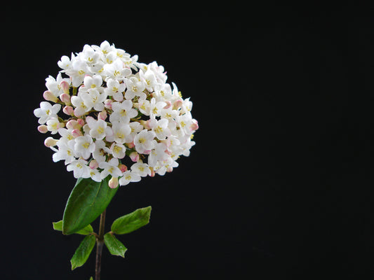 Hybridolvon Viburnum burkwoodii 125-150 cm