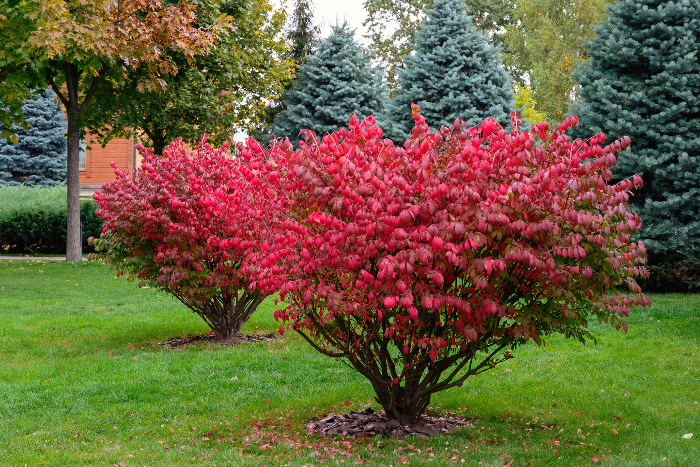 Vingbenved (Euonymus alatus) 80-100 cm