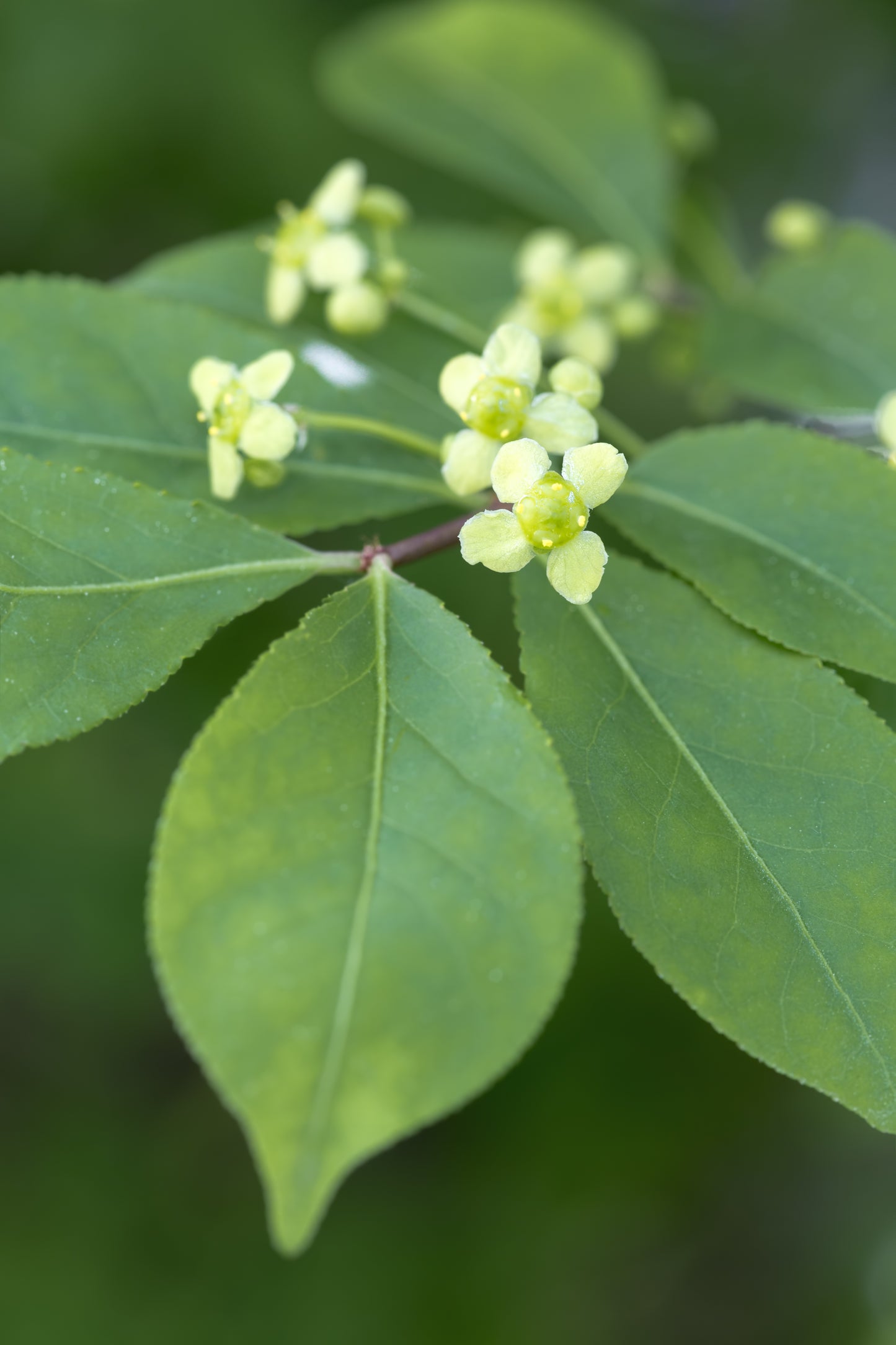 Vingbenved (Euonymus alatus) 80-100 cm
