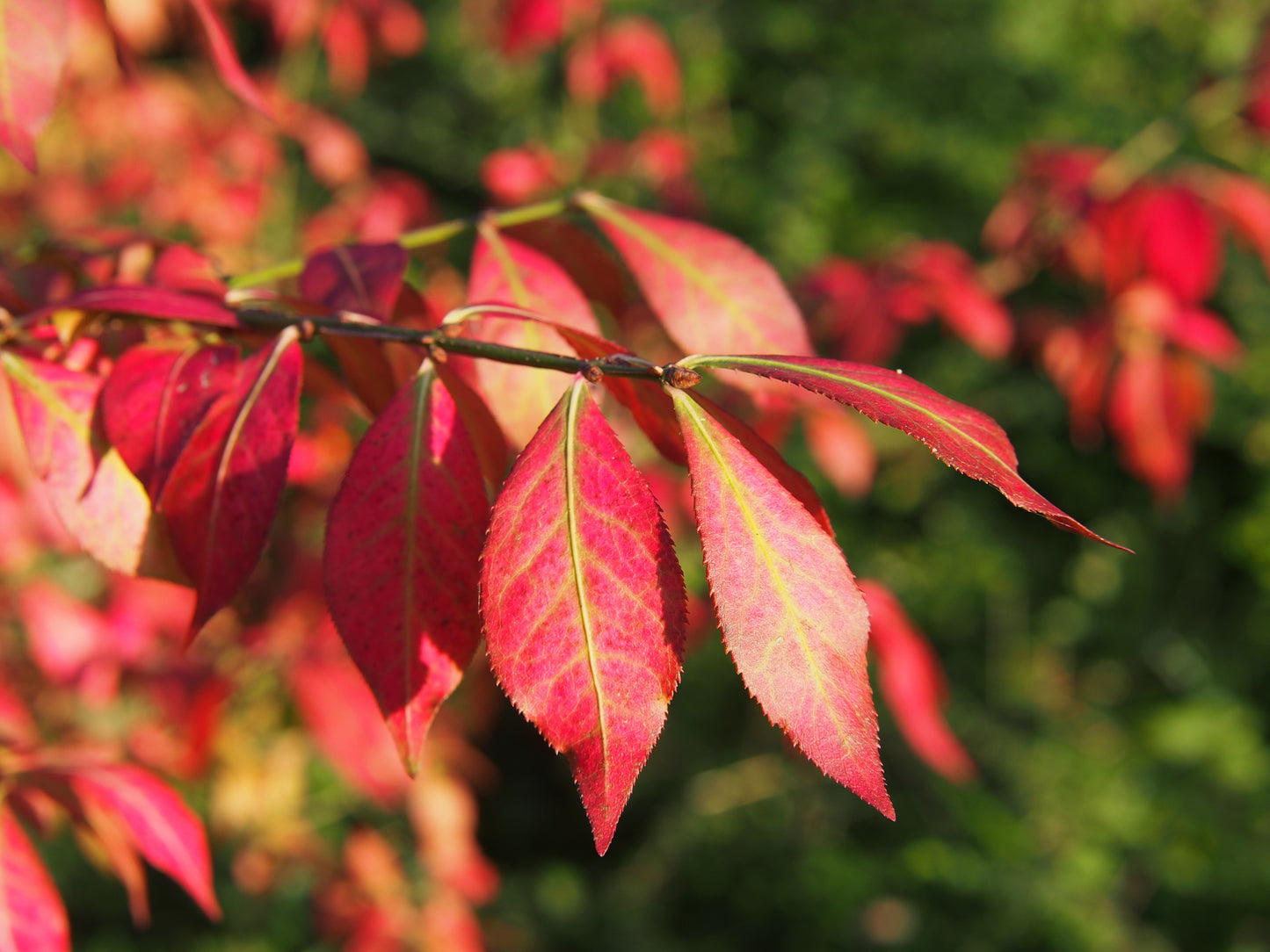 Vingbenved (Euonymus alatus) 80-100 cm