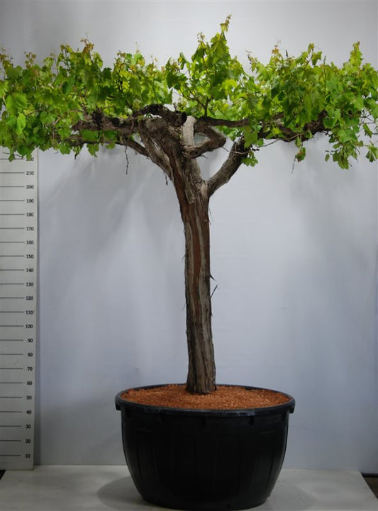 Gammal Vinranka Vitis vinifera ca 200 cm