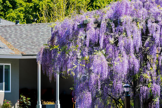 Amerikanskt blåregn Wisteria frutescens 50 cm