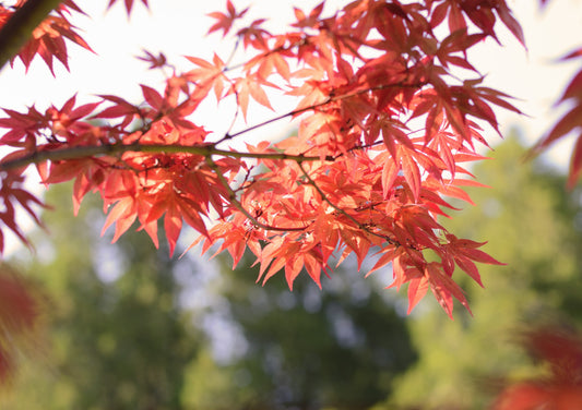 Japansk lönn, 'Bloodgood' 40-50 cm