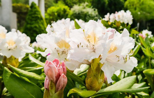 Curningham´s white 30-40 cm