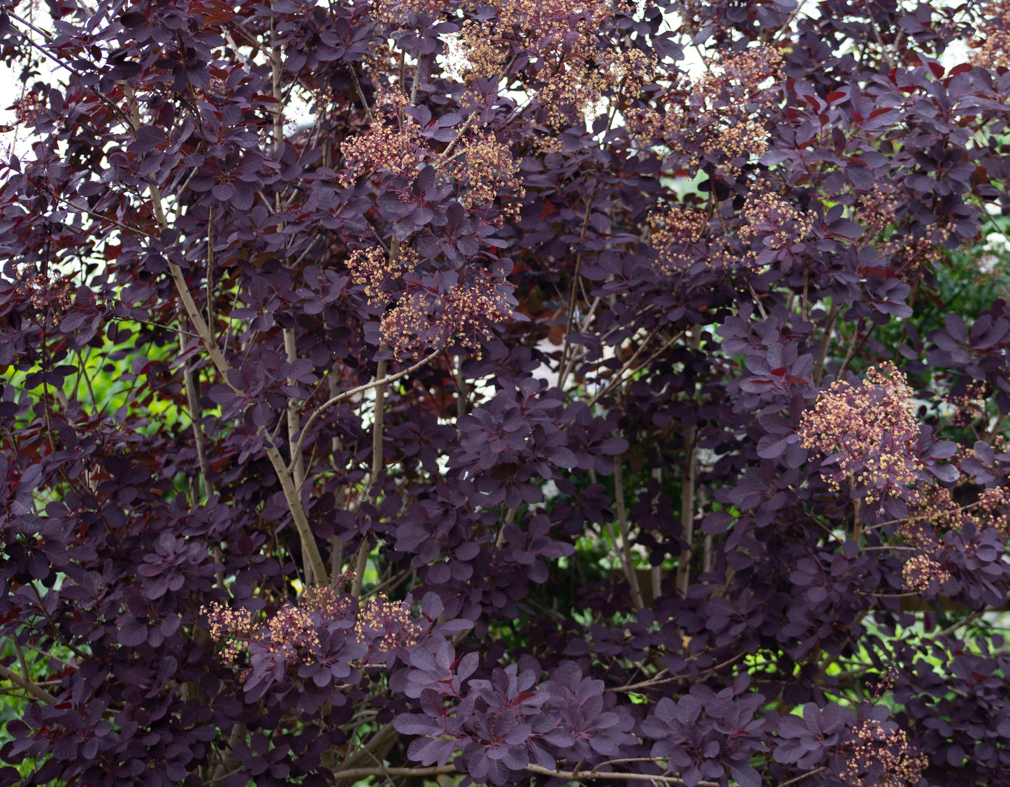 Perukbuske Royal Purple' 30-40 cm