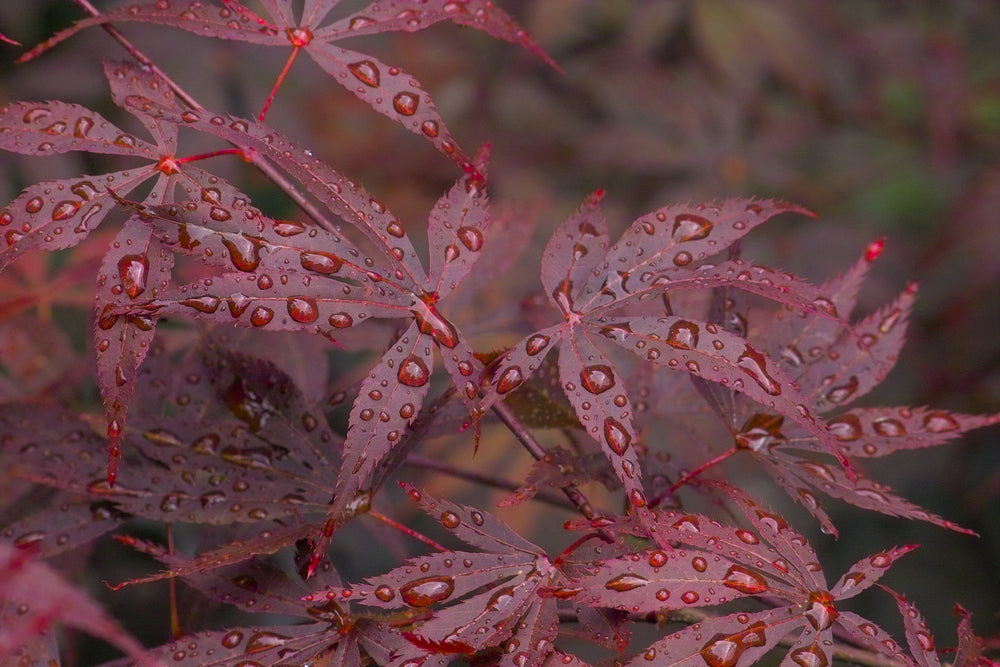 Blodlönn "Atropurpureum" 80-100 cm