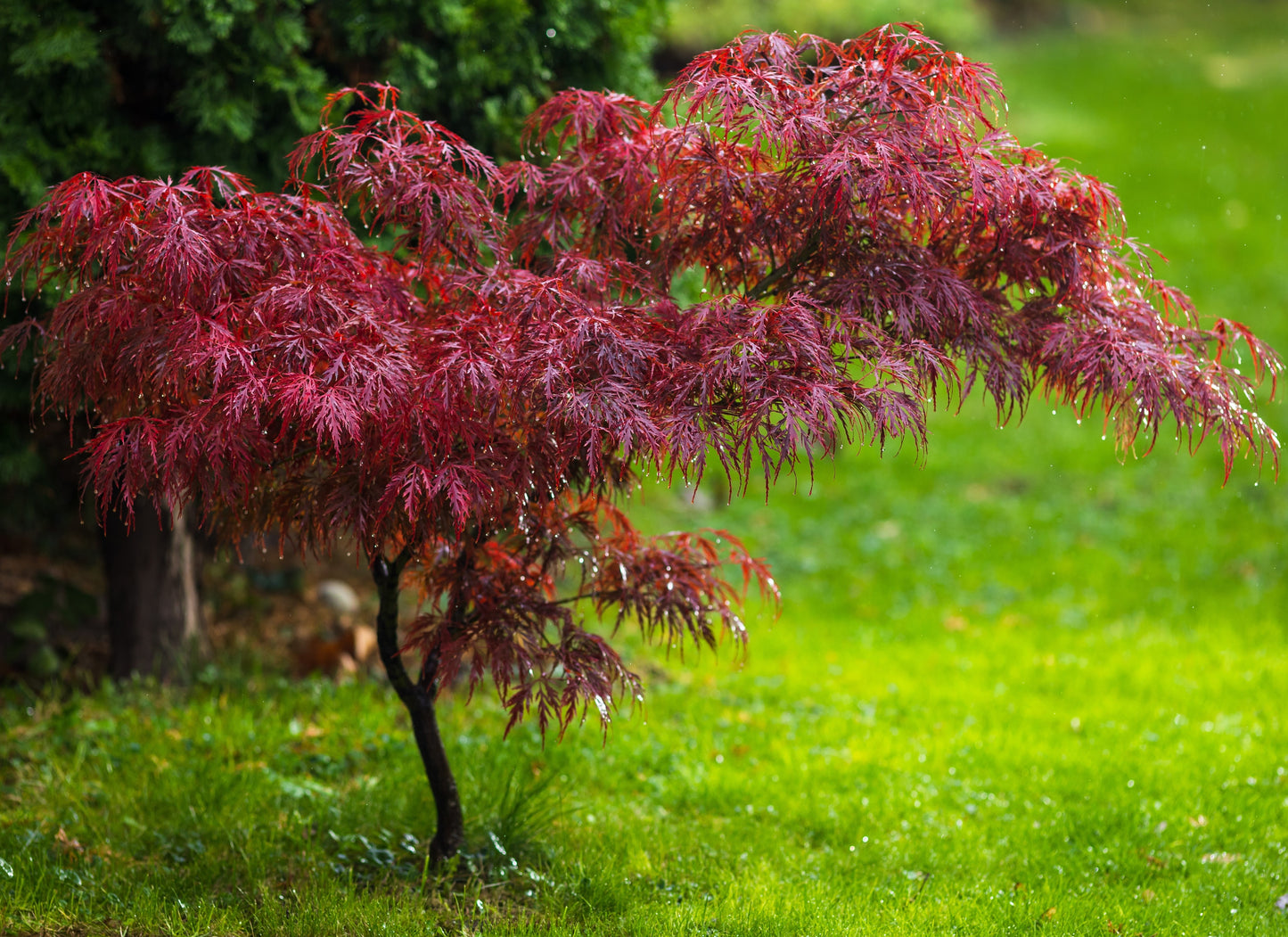 Blodlönn "Atropurpureum" 80-100 cm