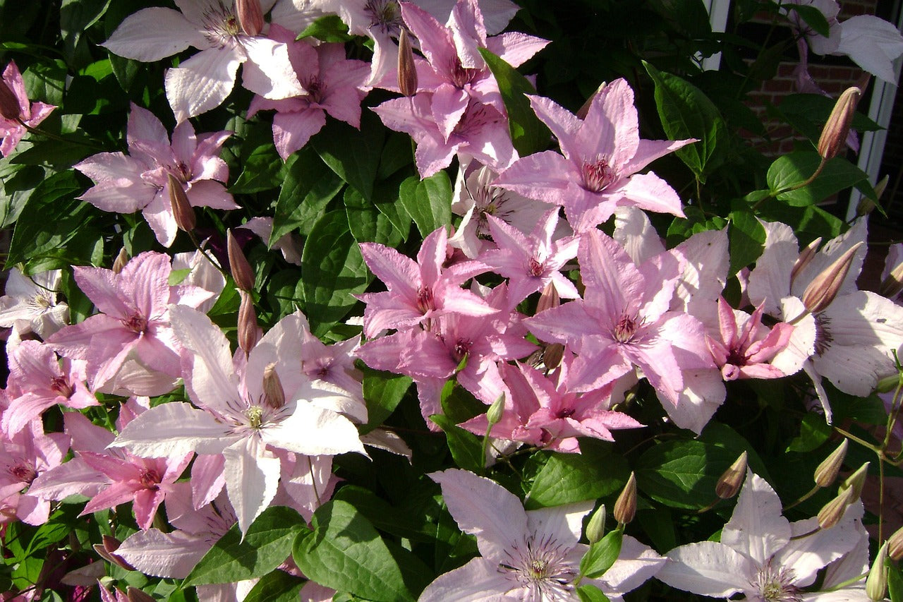 Klematis Hagley Hybrid