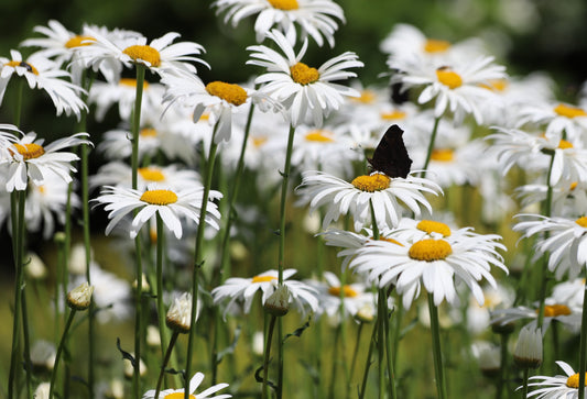 Jätteprästkrage. Leucanthemum maximum 'Alaska',