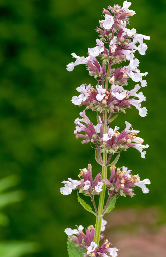 Nepeta grandiflora dawn to dusk