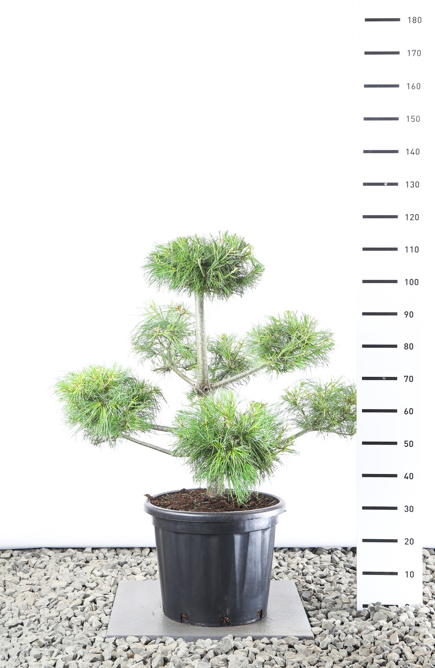 Pinus Armandii 80-100 cm Bonsai