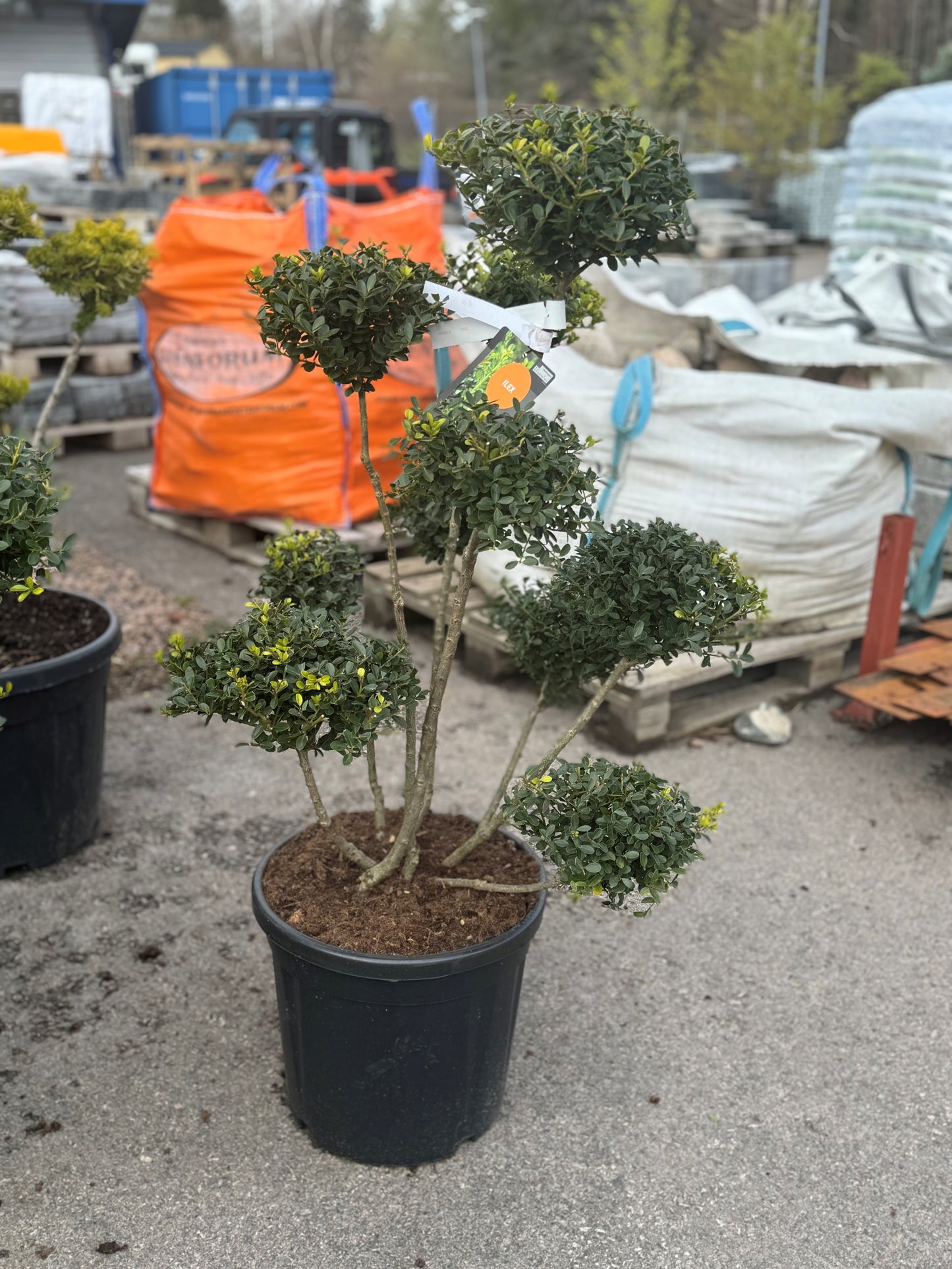 Bonsai Ilex crenata "Green hedge" 60-80 cm