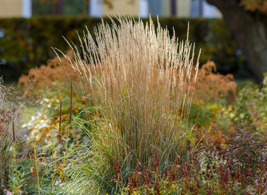 Tuvrör 'Karl Foerster'