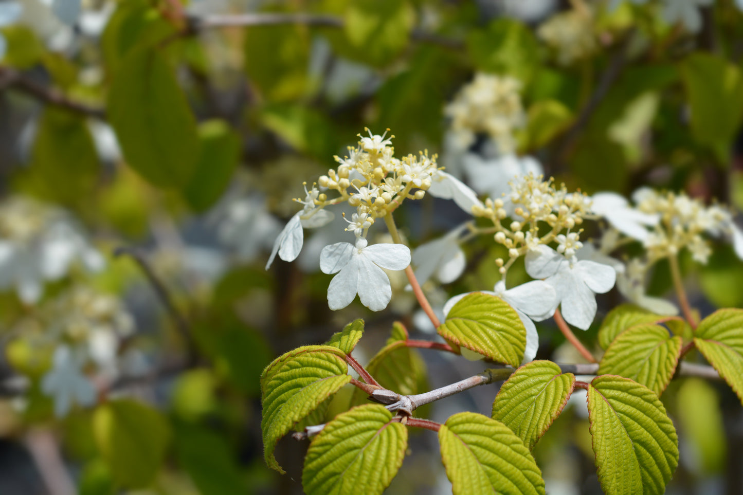 Viburnum Kilimanjaro 125-150 cm