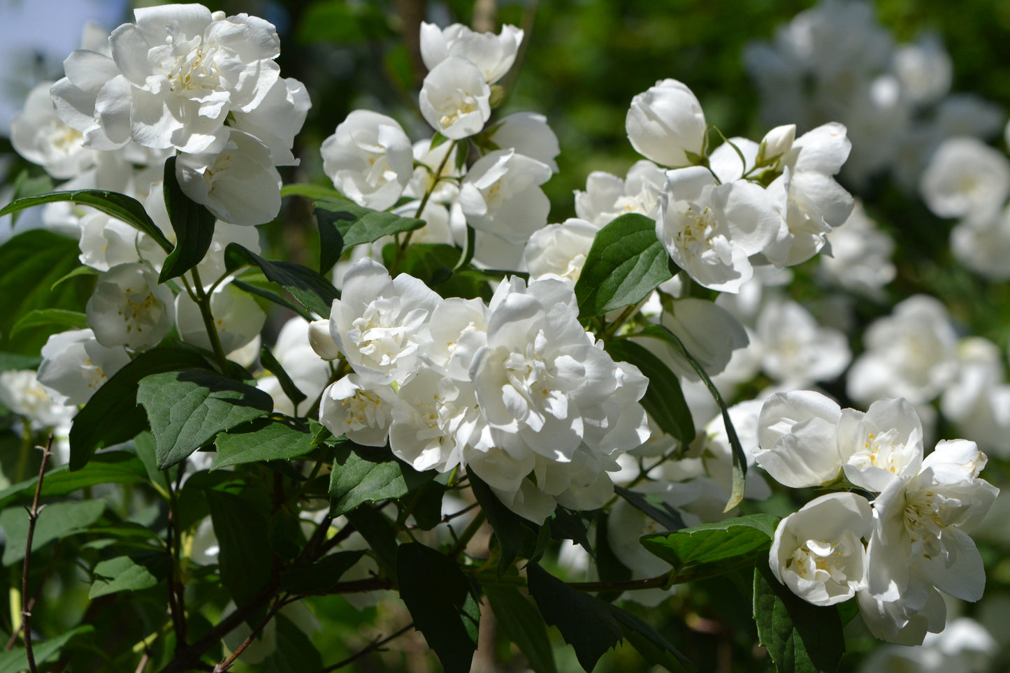 Smultronschersmin "Philadelphus 'Mont Blanc'. 30-40 cm