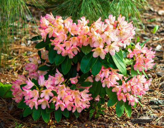 Rhododendron Percy Wiseman 30-40 cm