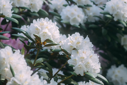 Rhododendron Porzellan 30 cm