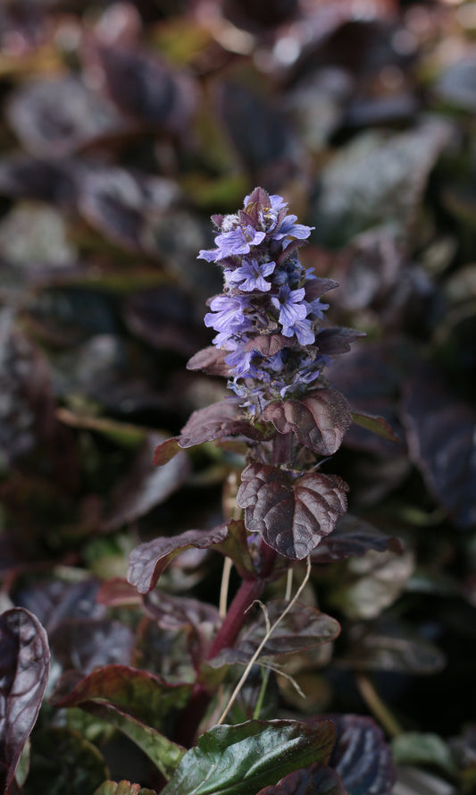 Revsuga  ajuga reptans atropurpurea