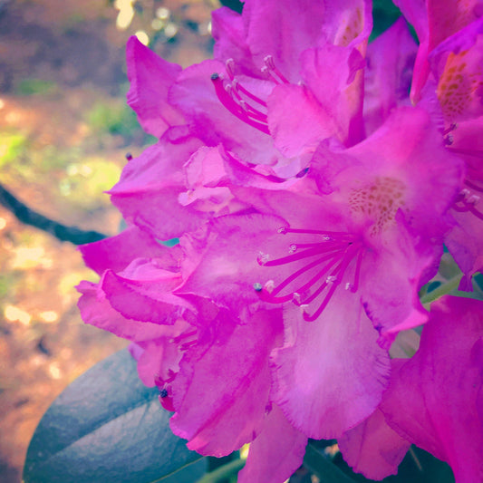Rhododendron Roseum