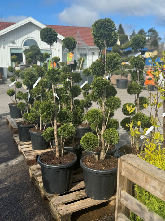 Smaragd bonsai 100-125 cm