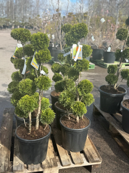 Smaragd bonsai 60-80 cm