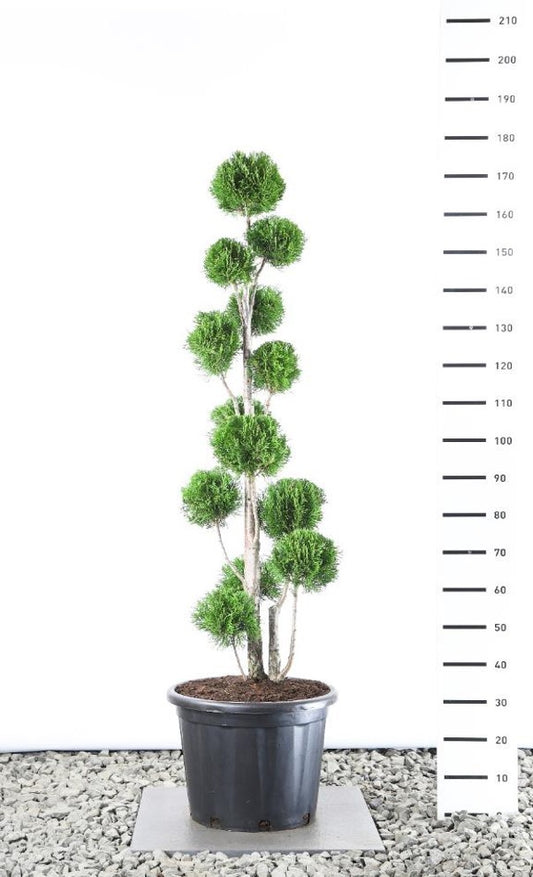 Bonsai PonPon Thuja Smaragd 125-150 cm