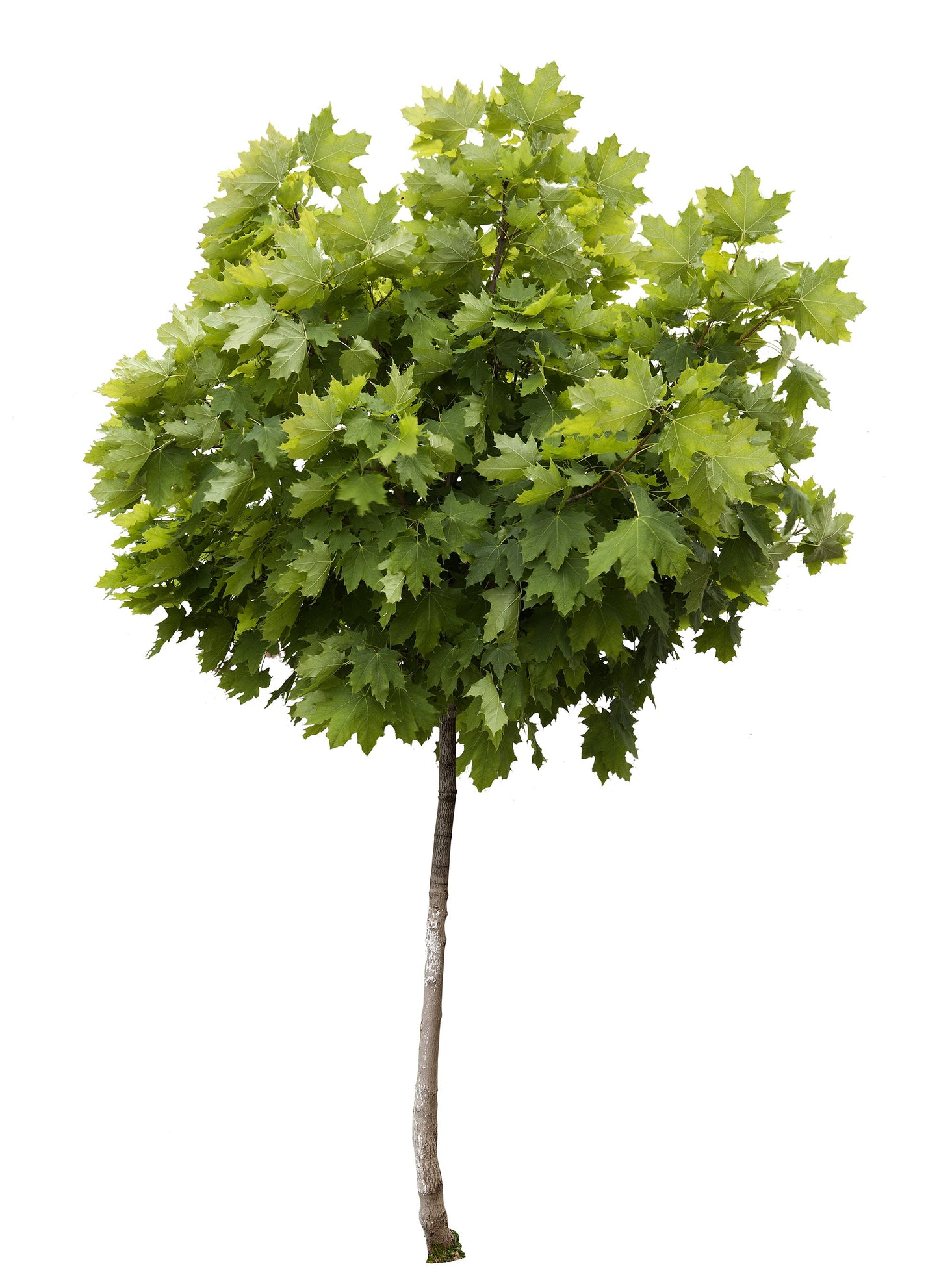 Klotlönn Globosum ca 120 cm