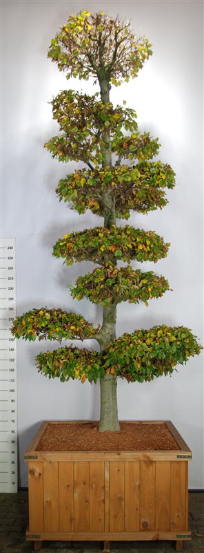 Bonsai av bok 300-350 cm