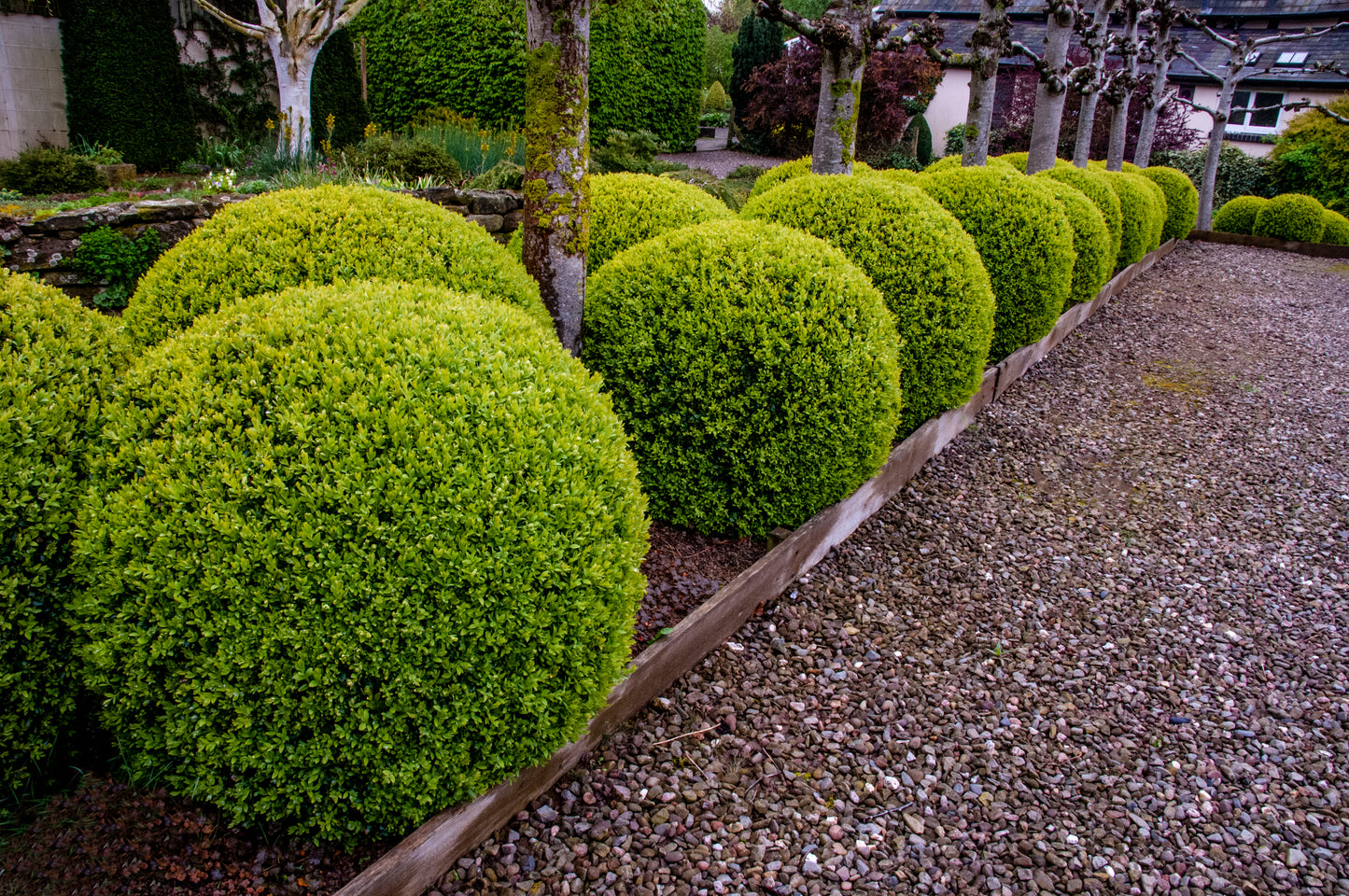 Stor Klotformad Buxbom Buxus sempervirens 100-125 cm