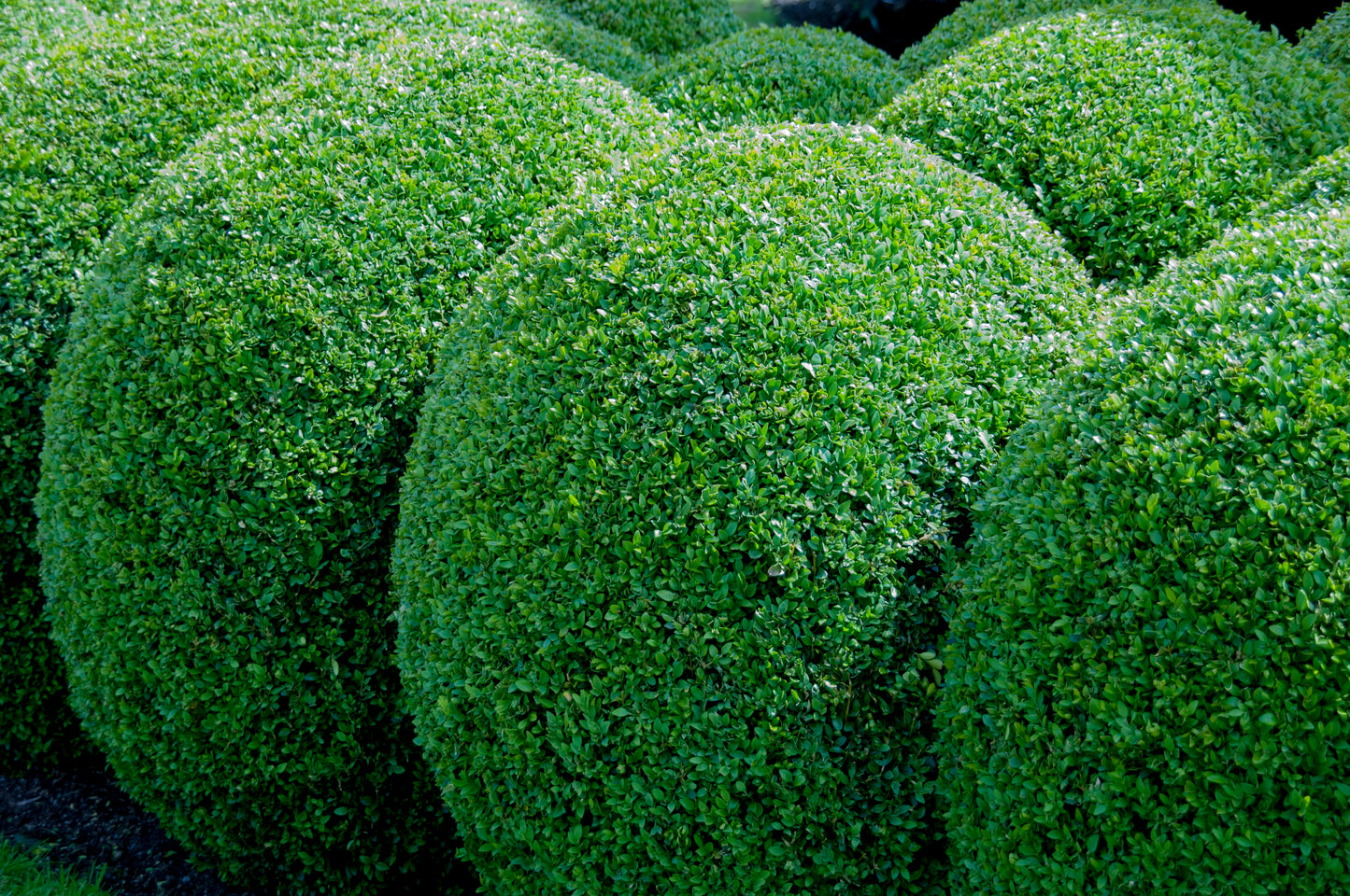 Stor Klotformad Buxbom Buxus sempervirens 100-125 cm