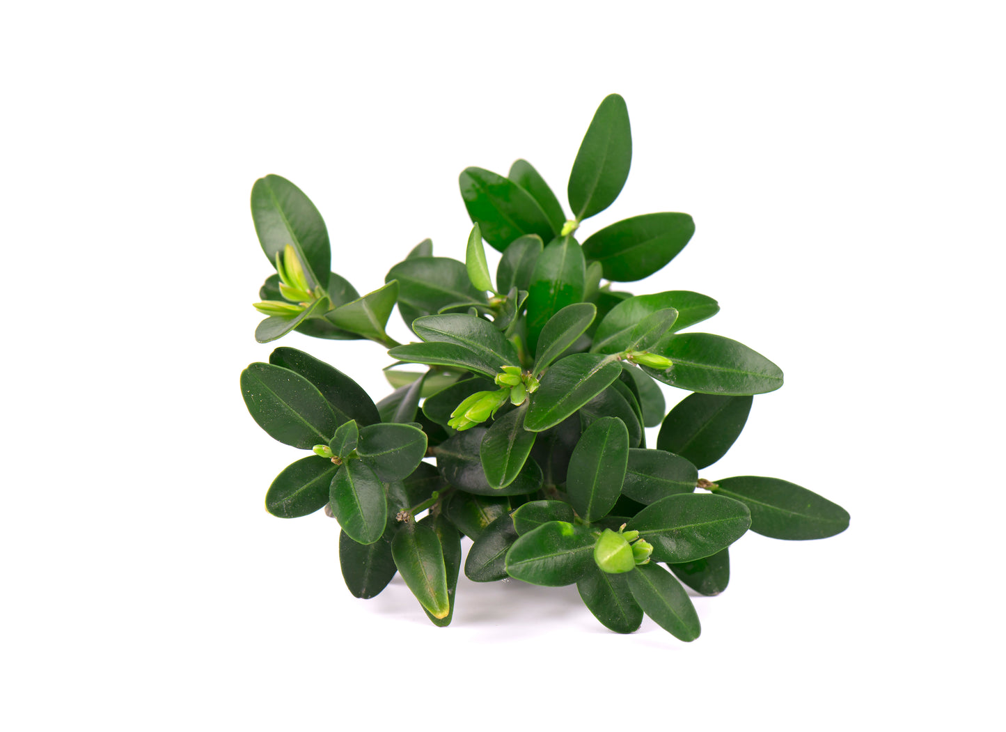 Stor Klotformad Buxbom Buxus sempervirens 100-125 cm