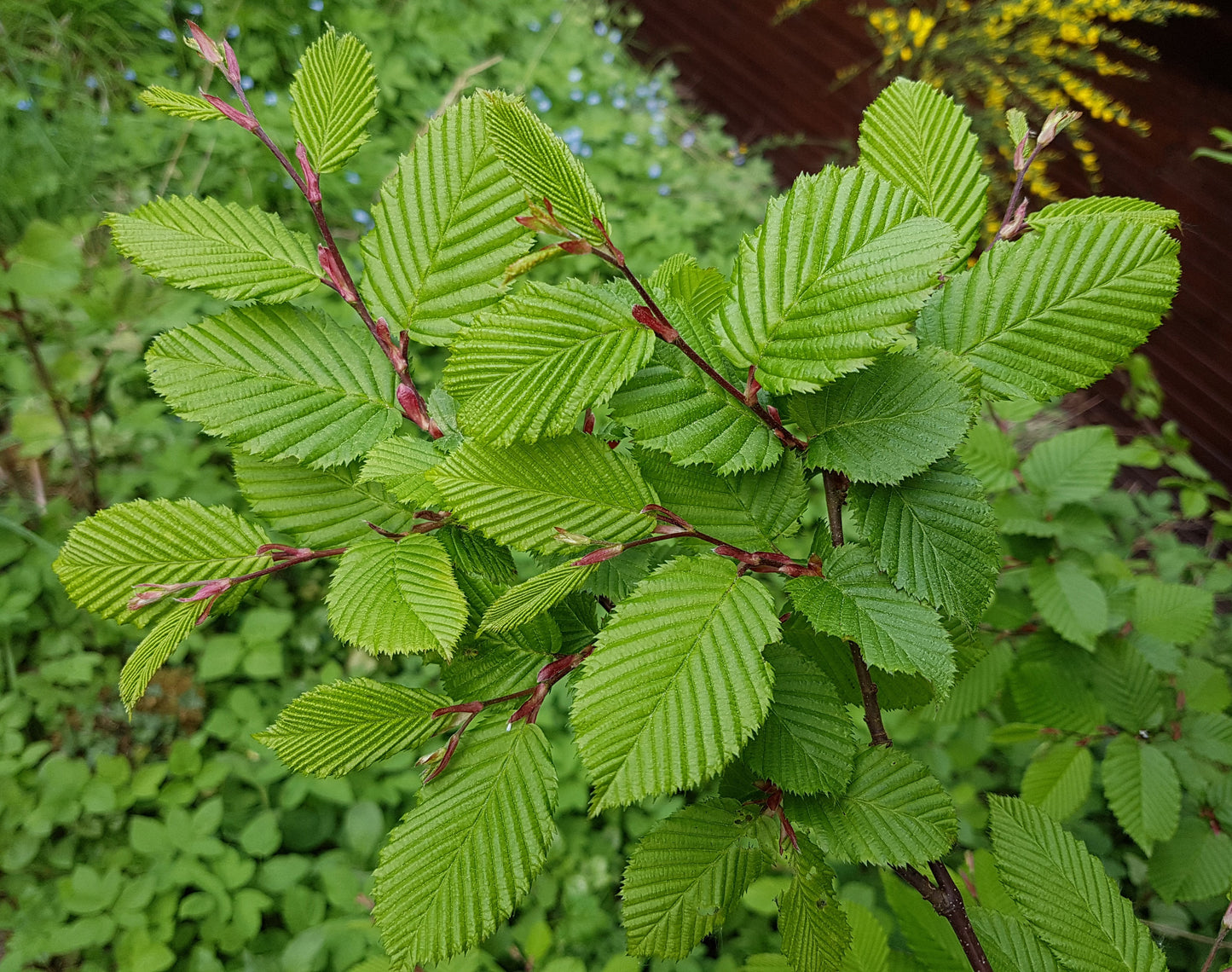 Avenboksskärm Carpinus betulus 120 cm