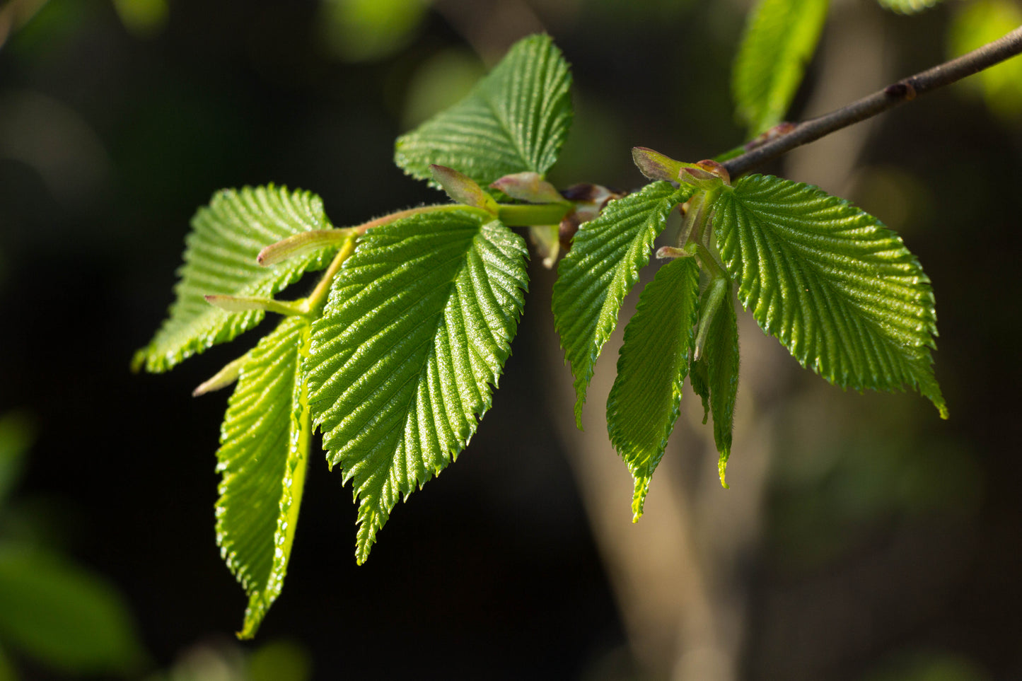 Avenboksbåge Carpinus betulus 200-240 cm