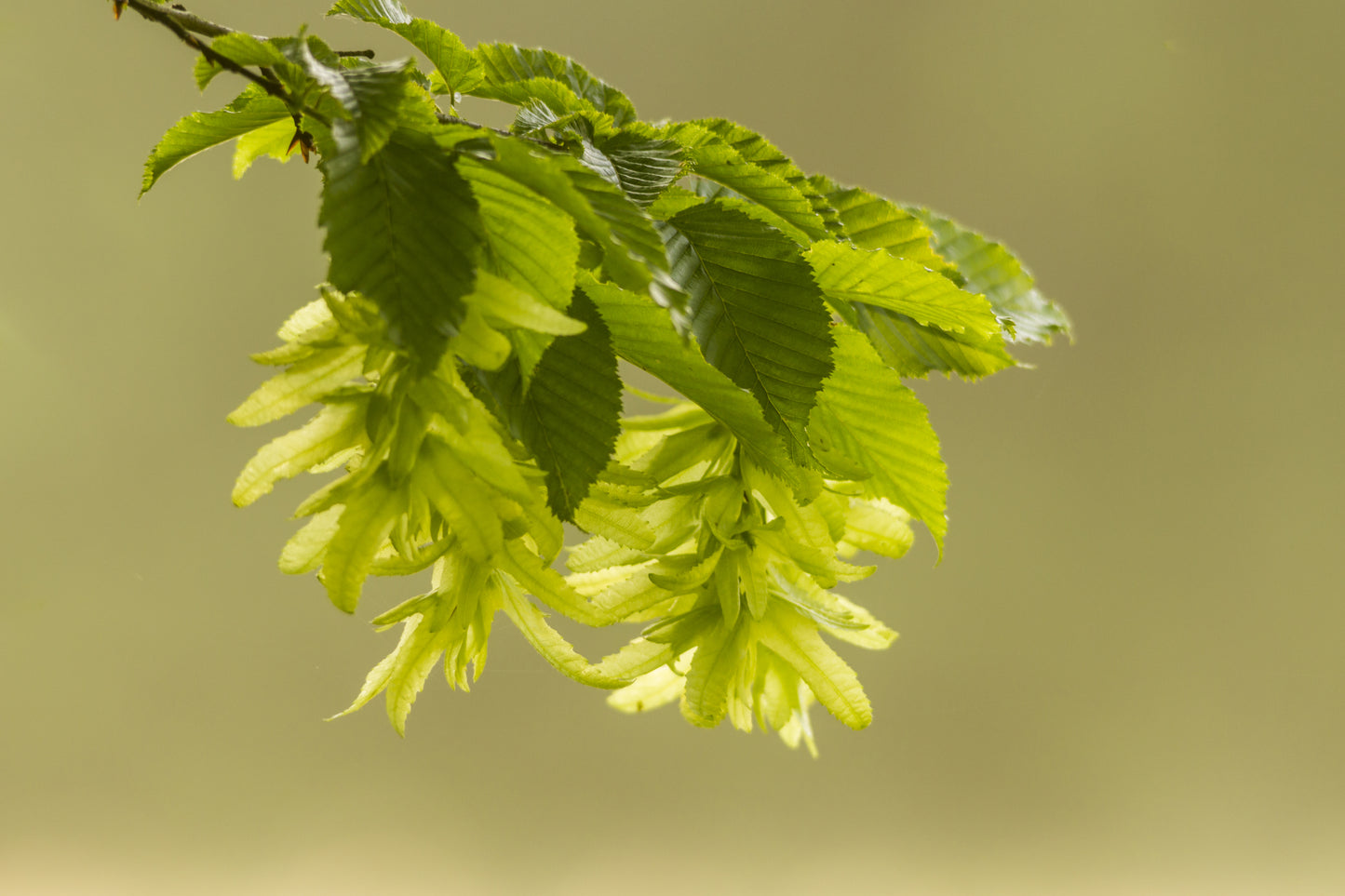 Avenboksbåge Carpinus betulus 200-240 cm